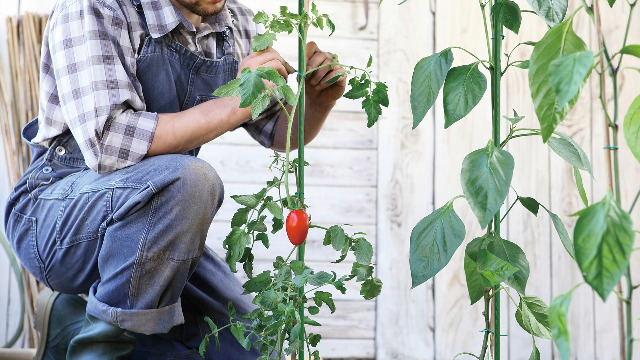 Amazon.com : Xiny Tool Garden Stakes, 25 Pack 4 Ft Steel Plant