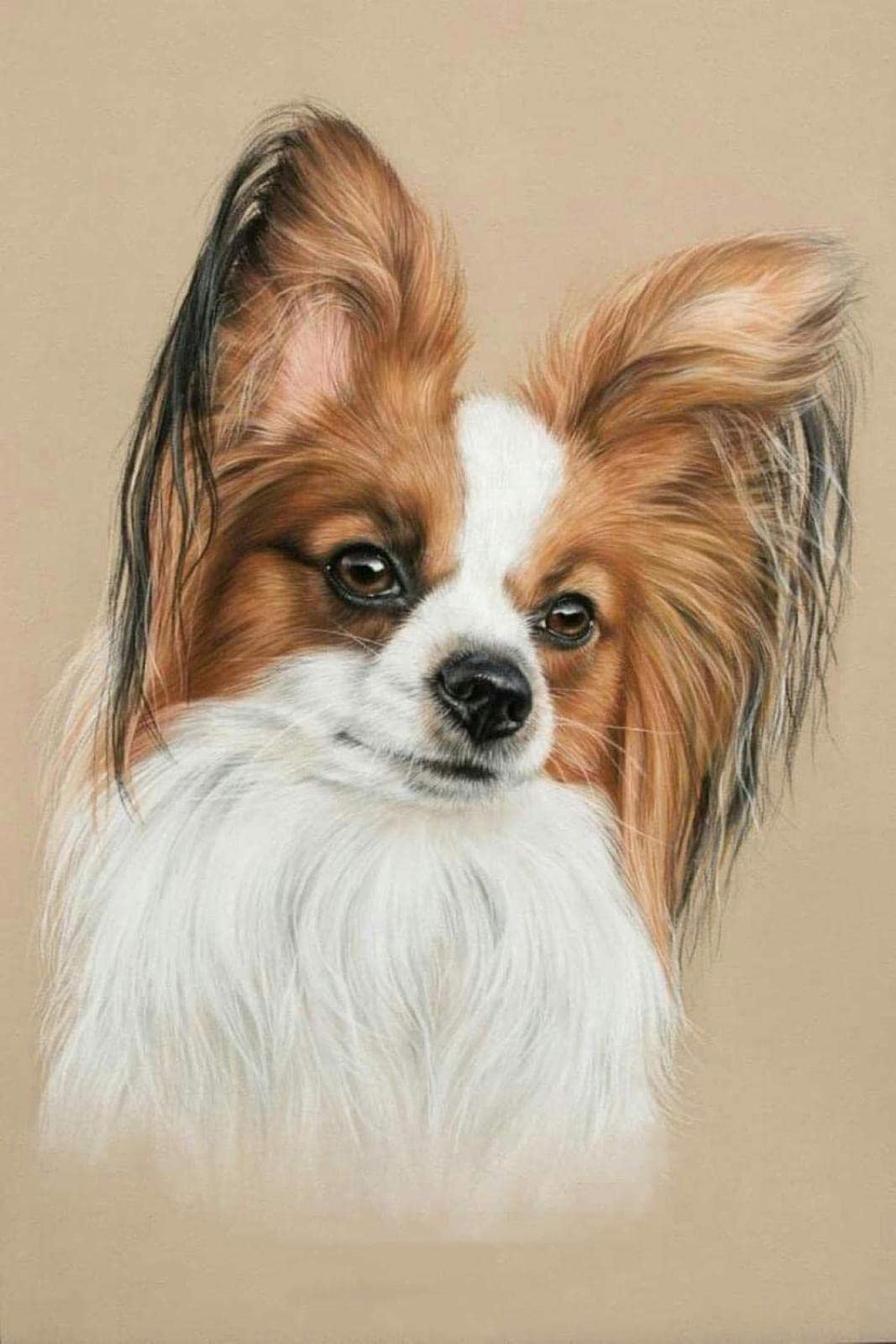 Amazon | パピヨン犬DIY5Dモザイクダイヤモンド絵画キット刺繡クロス