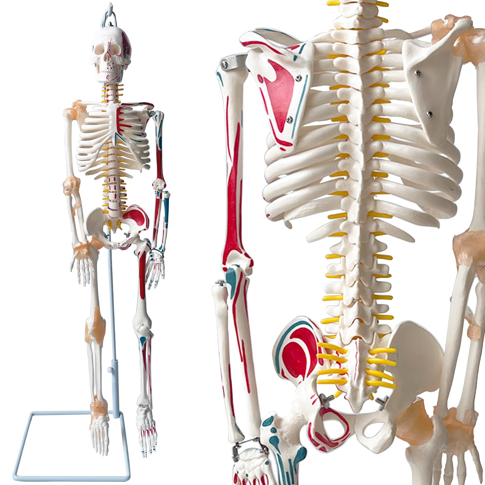 Amazon.co.jp: timiland 人体骨格模型 【サスペンションモデル 85cm