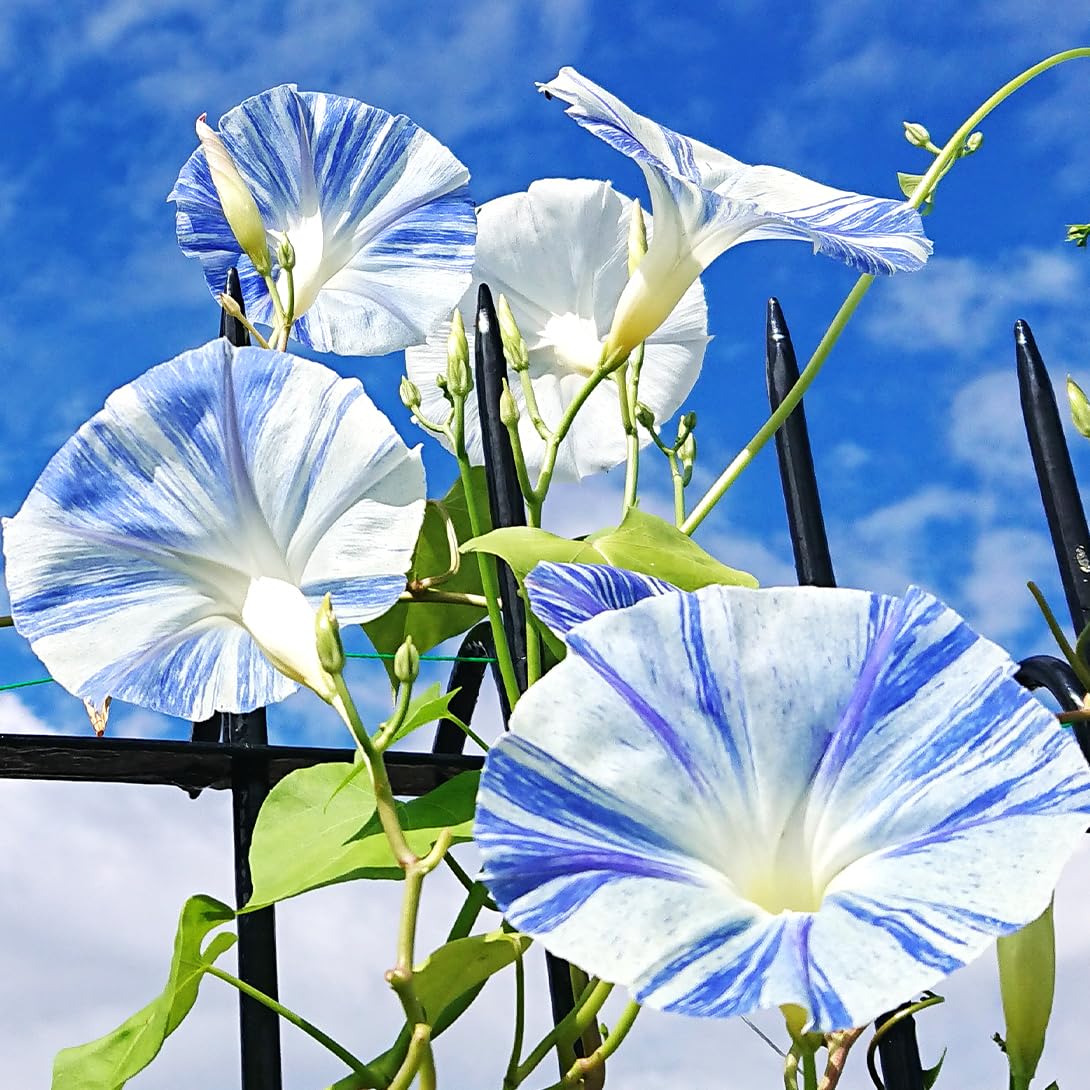 Amazon.co.jp: 種 花たね 西洋朝顔 フライングソーサー 1袋(700mg