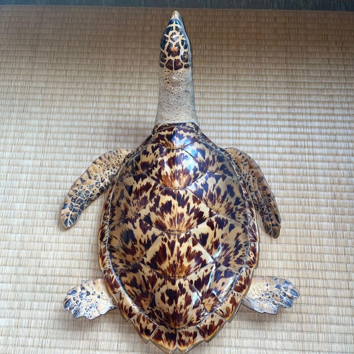 亀 タイマイ 置物 インテリア オブジェ 縁起物 剥製 亀 タイマイ 置物