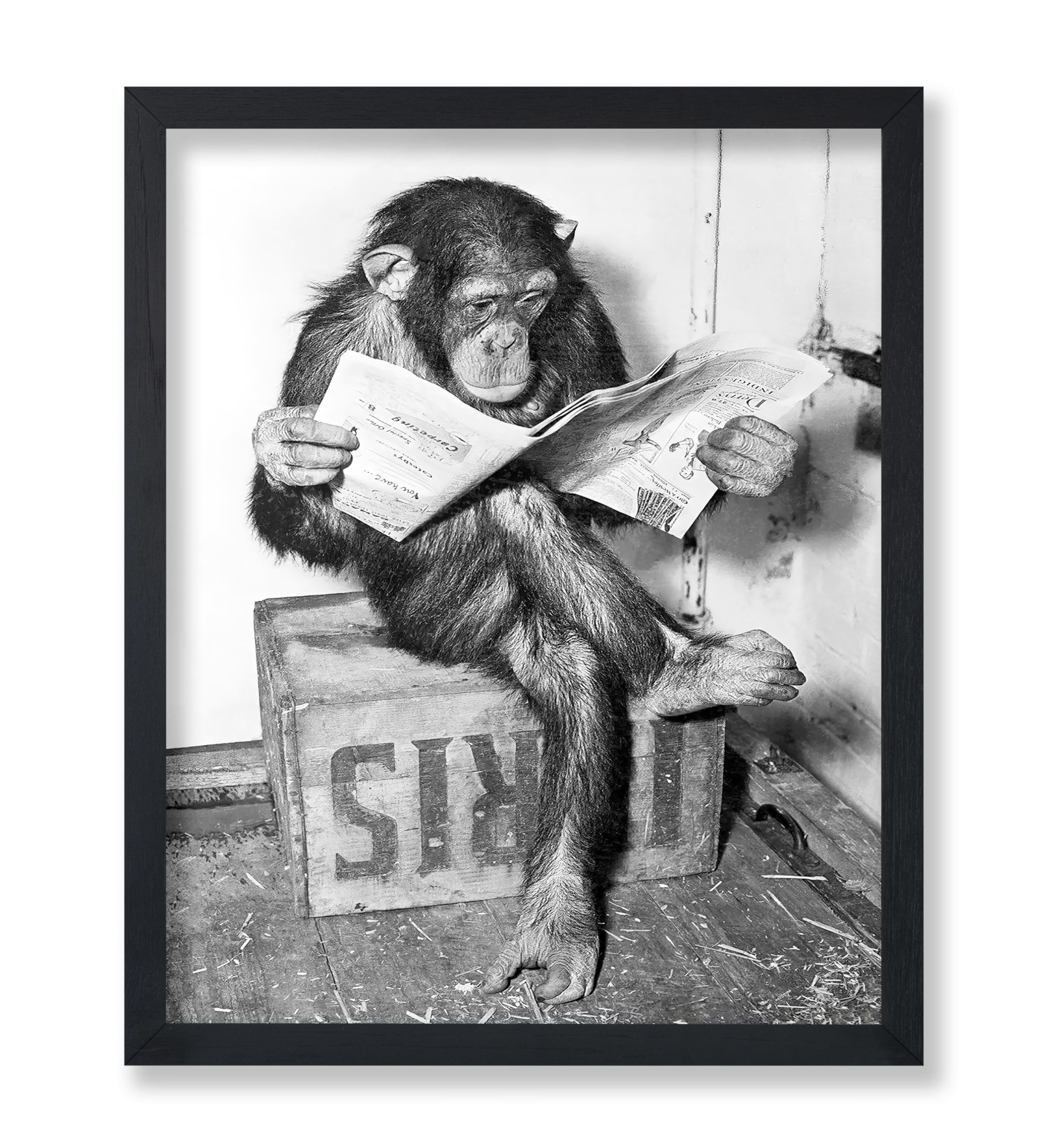 Amazon.com: Poster Master Chimpanzee Poster - Monkey Reading
