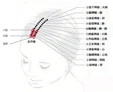 YNSA（山元式新頭針療法）浜松西部は当院だけ みぞぐち鍼灸院