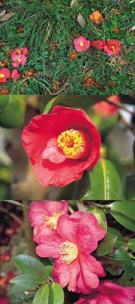 サザンカとツバキ