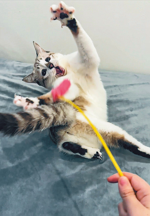 ぴえん猫ミント 泣きそうな顔なのに元気印のヤンチャ娘