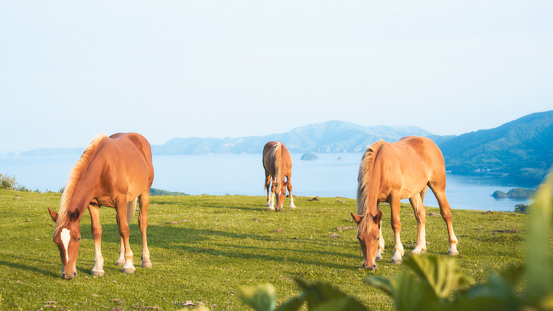 見る | 西ノ島町観光協会