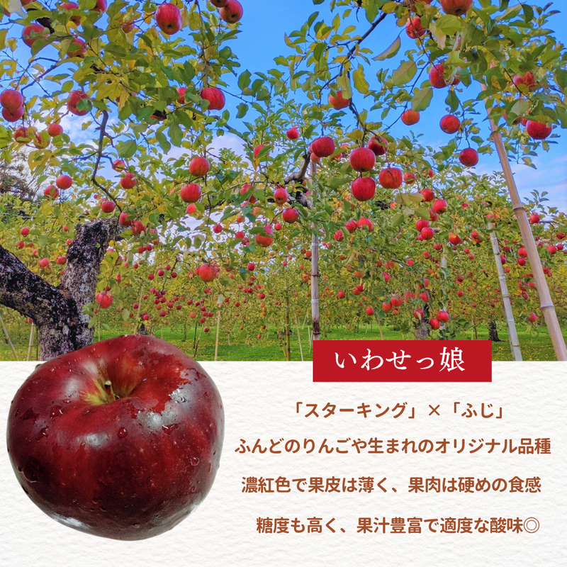 りんご 【ふんどのりんごや】 オリジナル品種 いわせっ娘 蜜無し 長期