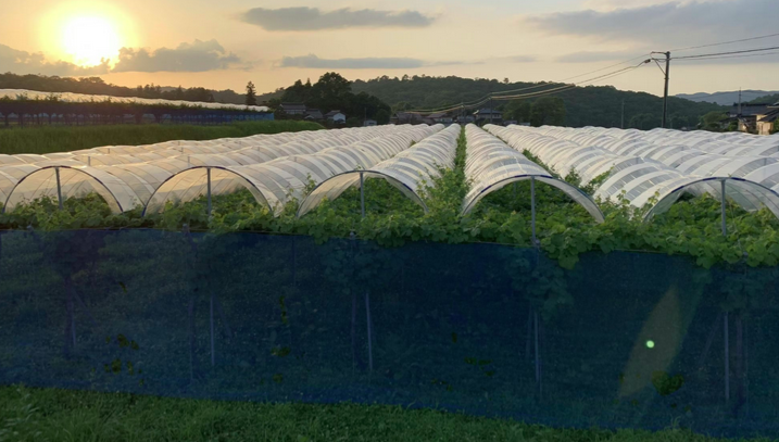 クラウドファンディング】ヴィノーブルヴィンヤード アンド ワイナリー