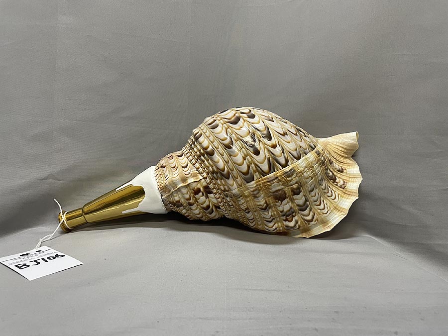 2024 ①法螺貝・ホラガイ・ほらがい・山伏約 43．0cm・1