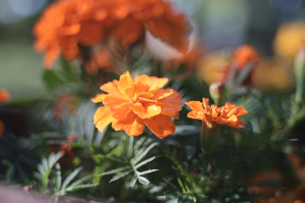 Fujinon 55mm f2.2 review作例 M42マウント バブルボケが出る富士