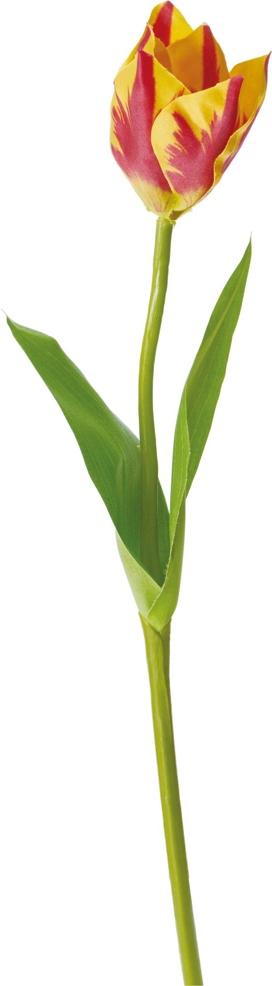 ﾊﾟﾛｯﾄﾁｭｰﾘｯﾌﾟ: クイックオーダーでのみ販売 ｜ YDMオンラインストア