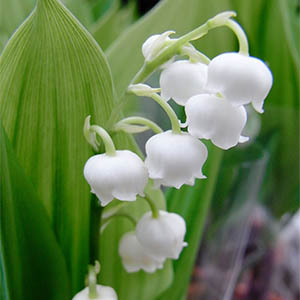スズラン（鈴蘭） | オザキフラワーパーク | オザキフラワーパーク