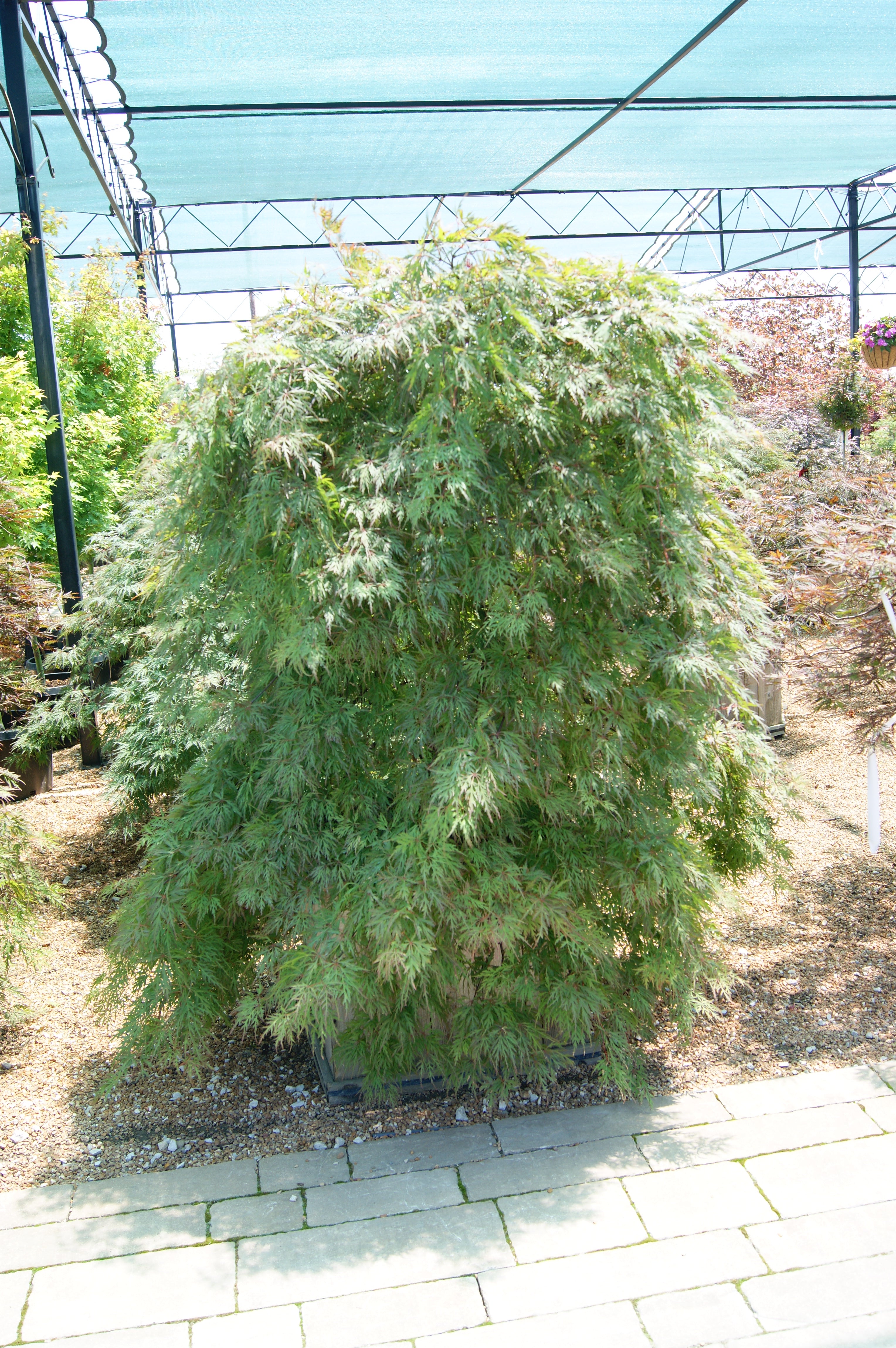 Maple, Japanese Laceleaf Dwarf 'Orangeola' (Acer) – Passiglia