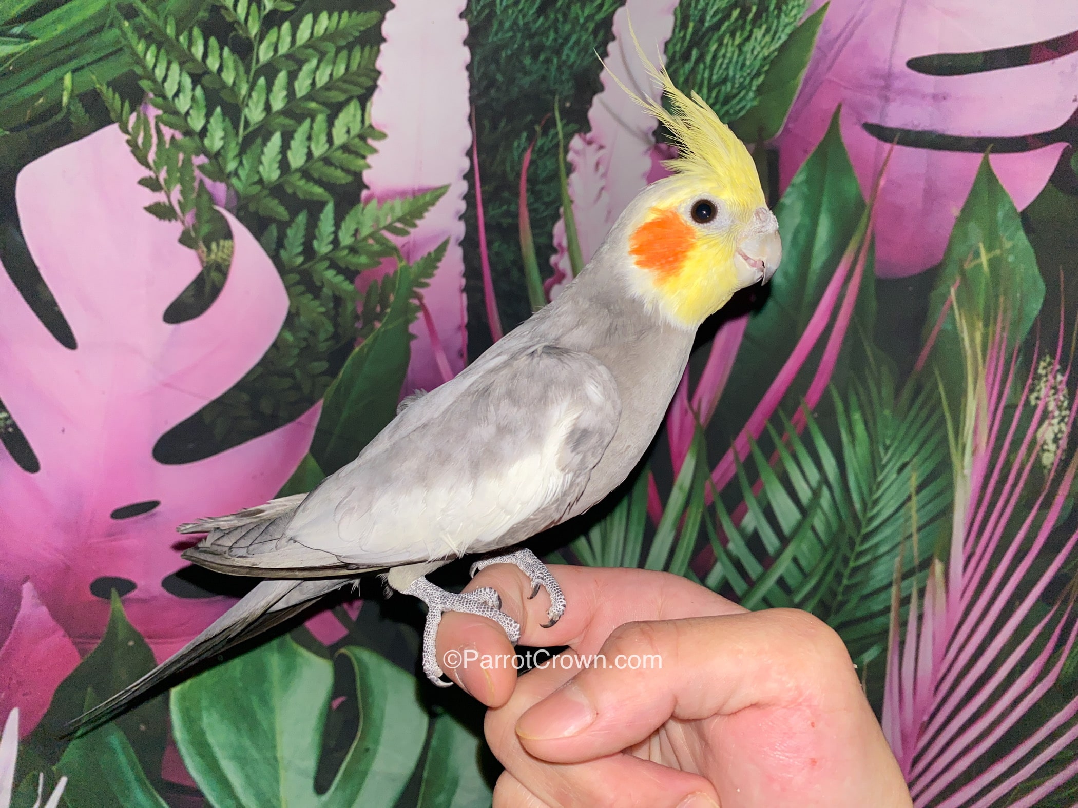 Emerald Green Cockatiel for sale - ParrotCrown.com