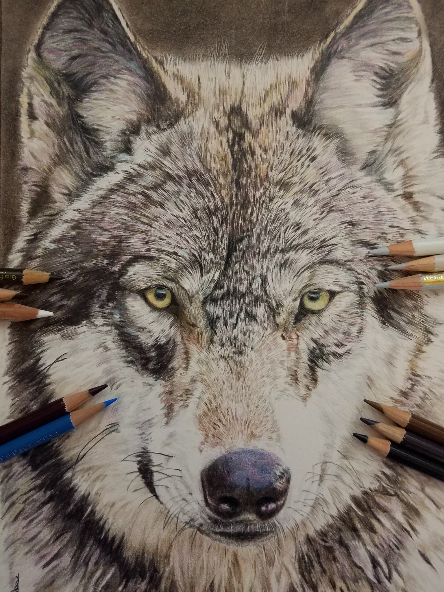 淡雪の狼 色鉛筆画 パステル 淡雪の狼 色鉛筆画 パステル 淡雪の狼