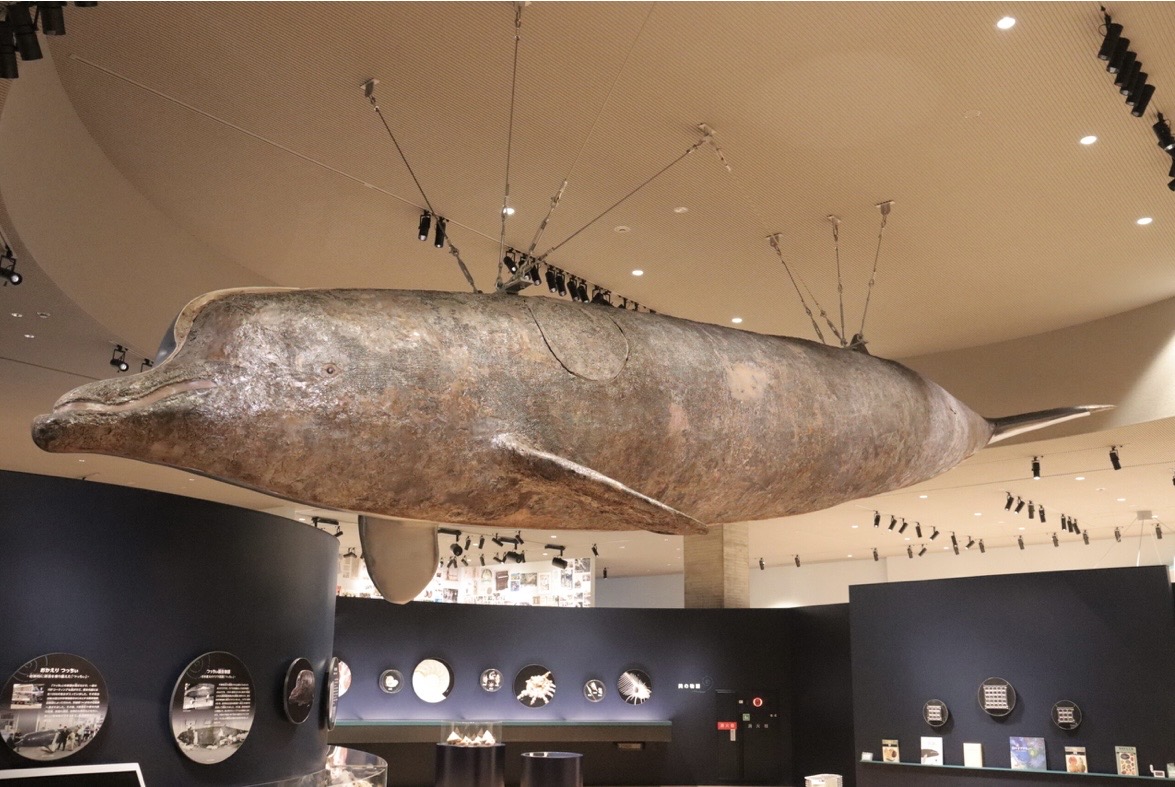 日本最大のクジラ剥製。ツチクジラのつっちぃは今年で 72歳。 陸前高田