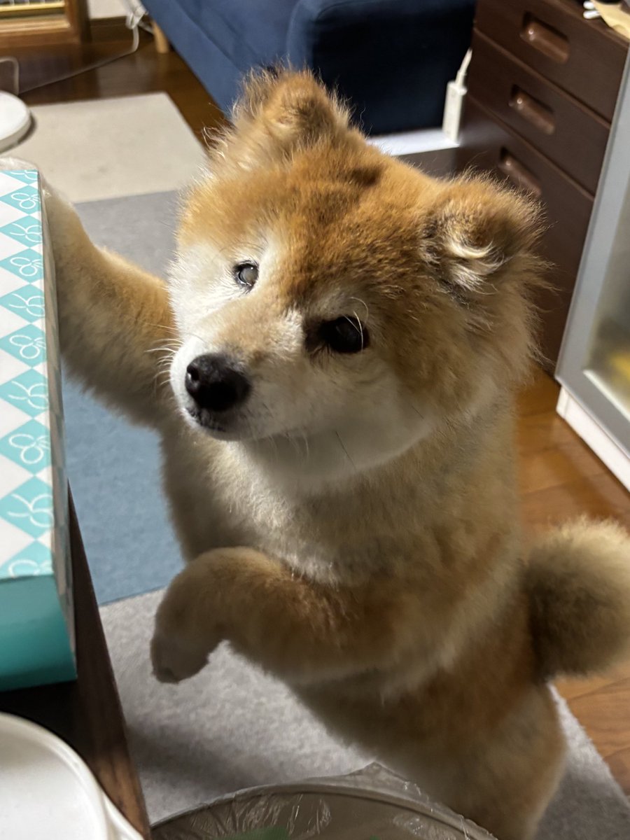 今日の夕飯は何ですか？🤤