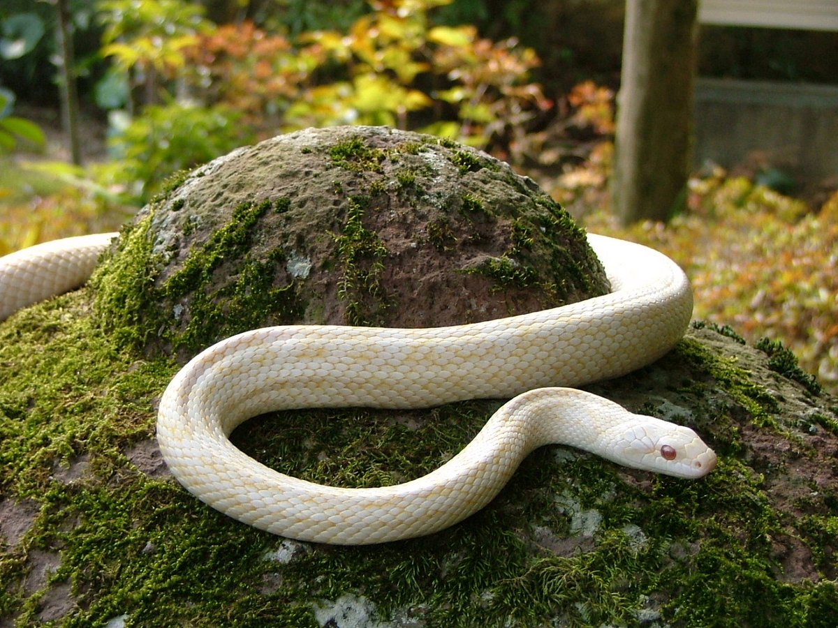 八木山動物園「シロヘビ展示」】 12月31日 #己巳 に、当神社で天然記念