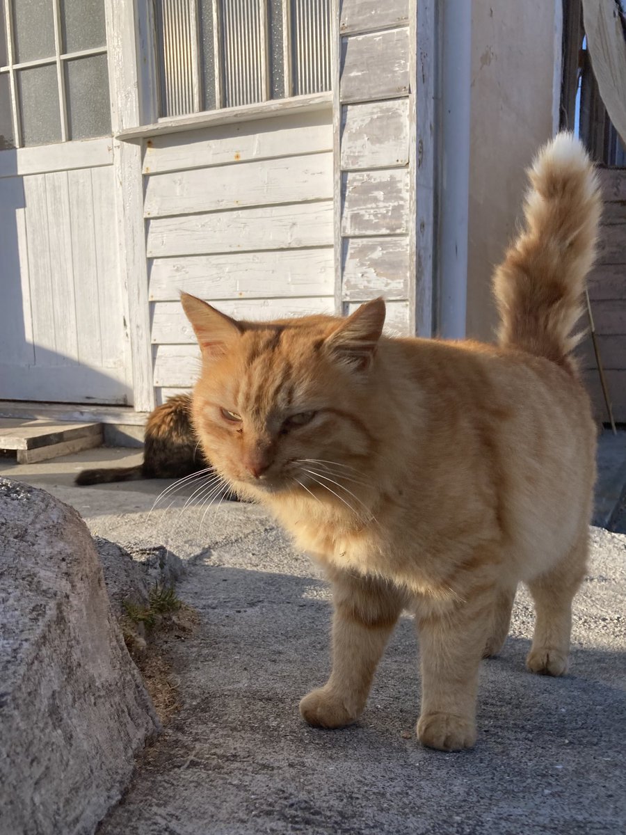 こちらもどうぞ😸 ルイーゼとバロンも来てくれました🐈🐾 #tashirojima