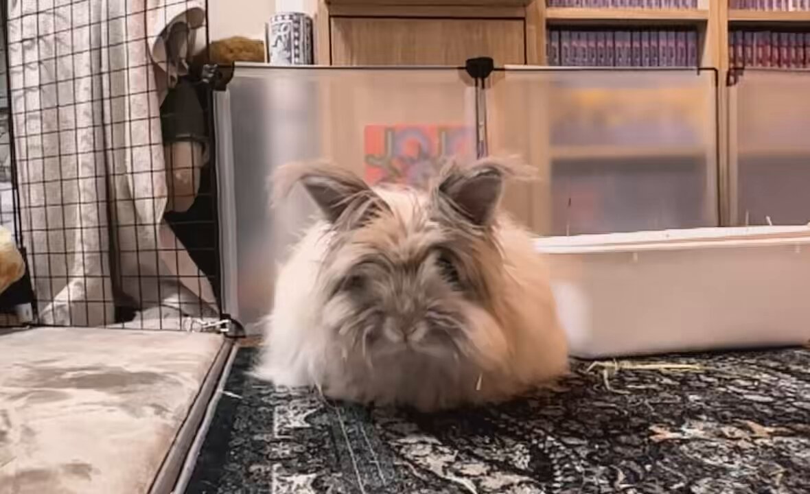 ポチくん1783g (@pochikun0115) / Posts / X