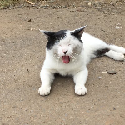 よこねこ (@QVg2x) / Posts / X