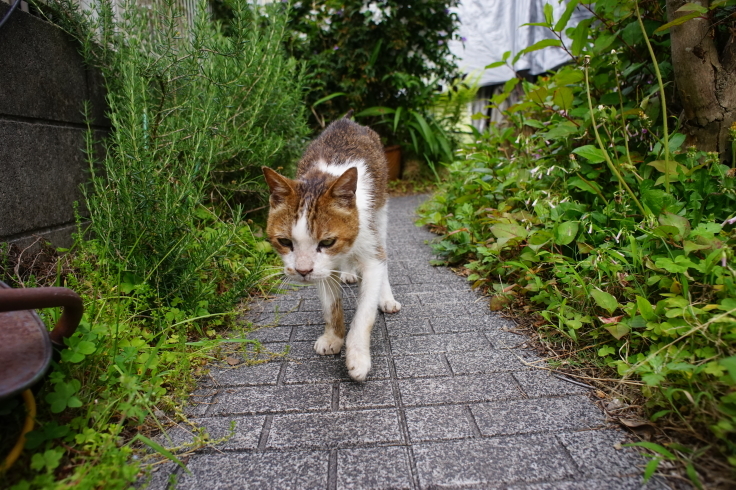 MINOLTA α AF 24mm / f2.8 : COMPLEX CAT