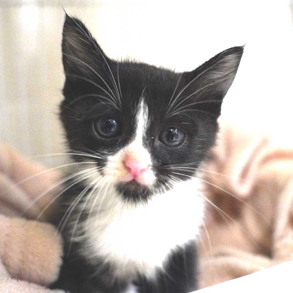 2024年10月12日入所の4兄妹②中長毛のハチワレあごヒゲの女の子 【大阪