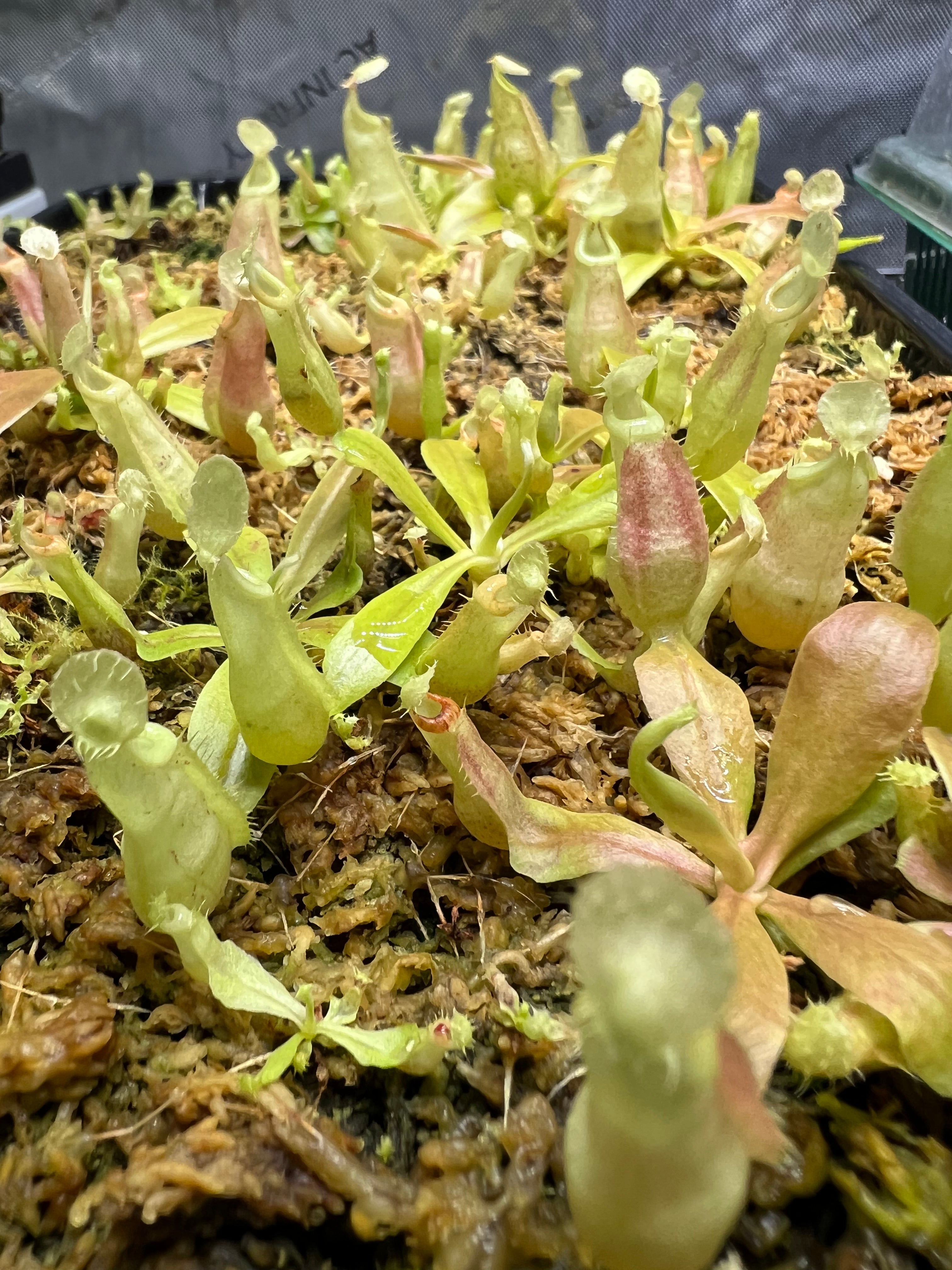 Nepenthes rafflesiana (JB x 'Thick Lip') – Pitcher Perfect Plants