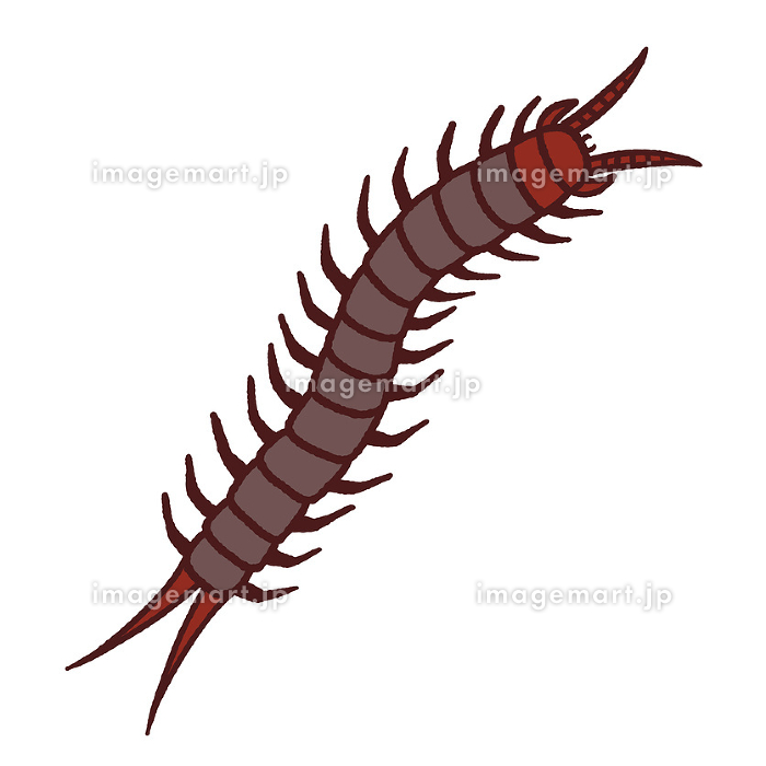 リアルなムカデのイラスト [240425236]｜毎月1点無料（フリー）の