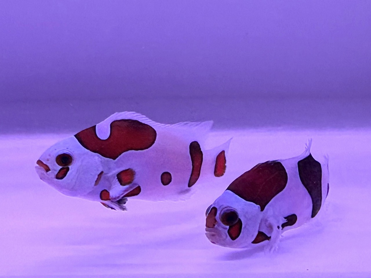 みなと海水】クマノミまつり！！ | 名古屋のペットショップRemix