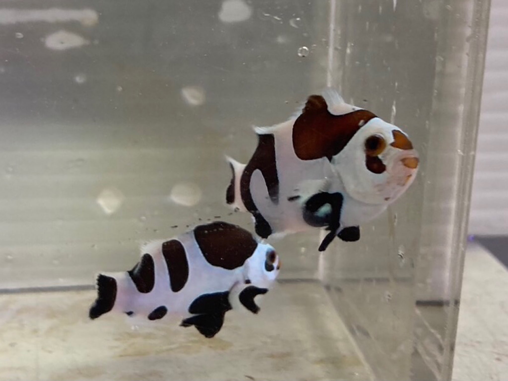 インター海水】クマノミまつり！ | 名古屋のペットショップRemix