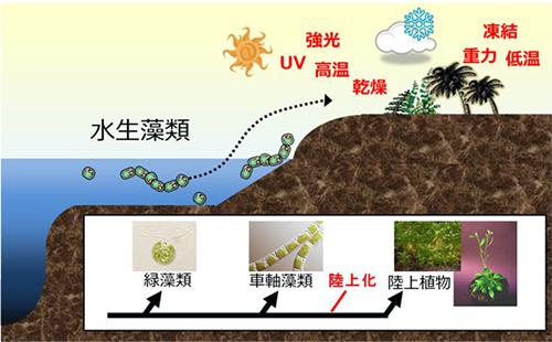 藻類から陸上植物への遺伝子進化示す | Science Portal - 科学技術の