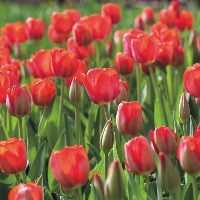 チューリップ mix & match チェリー｜種（タネ）,球根,苗,資材