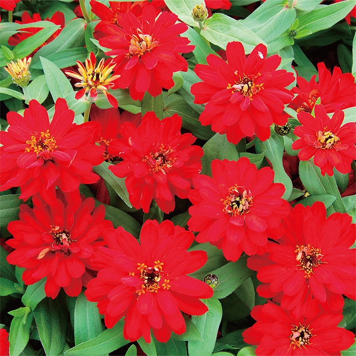 ジニア（百日草） プロフュージョン ダブル レッド｜種（タネ）,球根