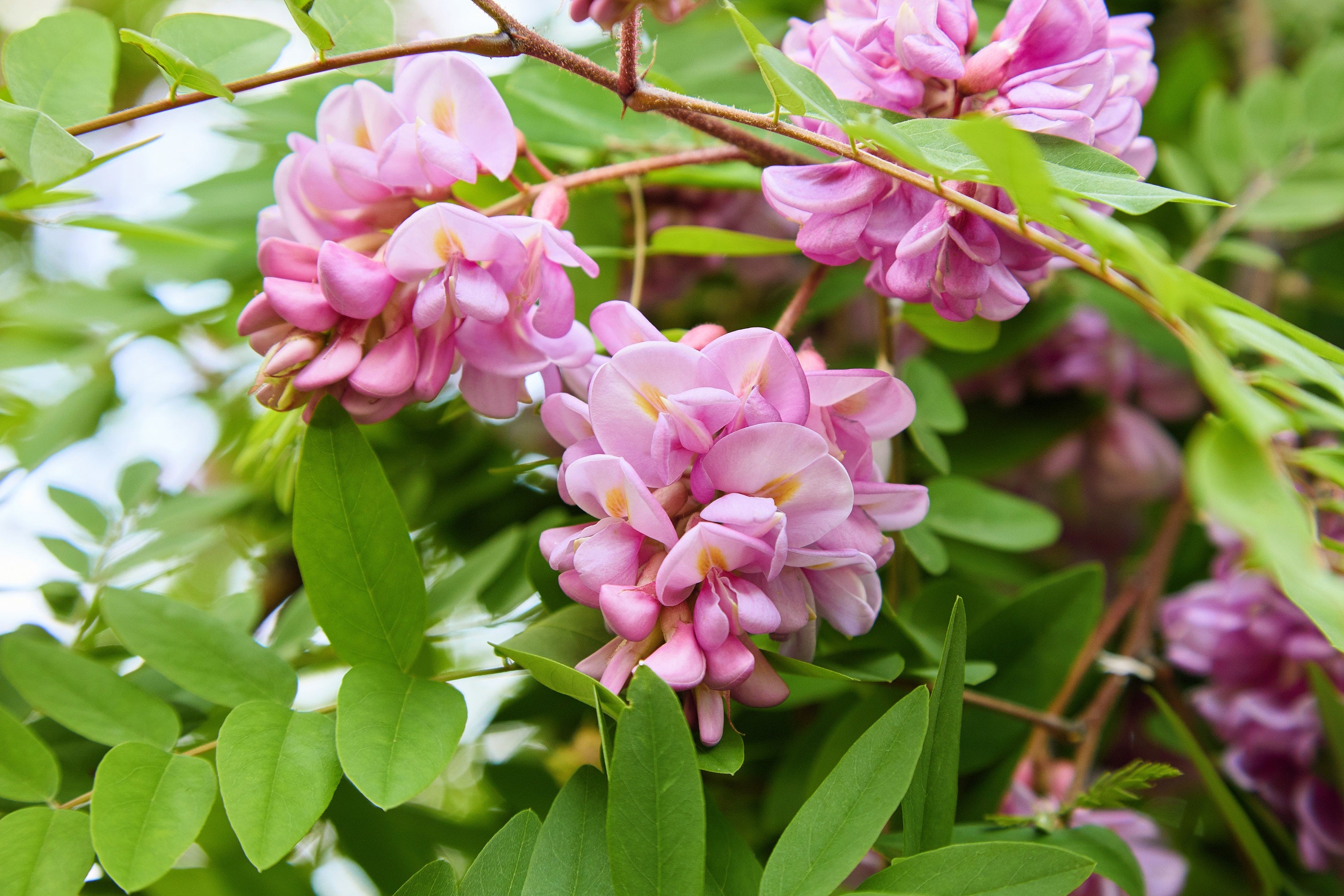 15 ROSE LOCUST / Pink ACACIA Flower Robinia Hispida Fertilis Tree