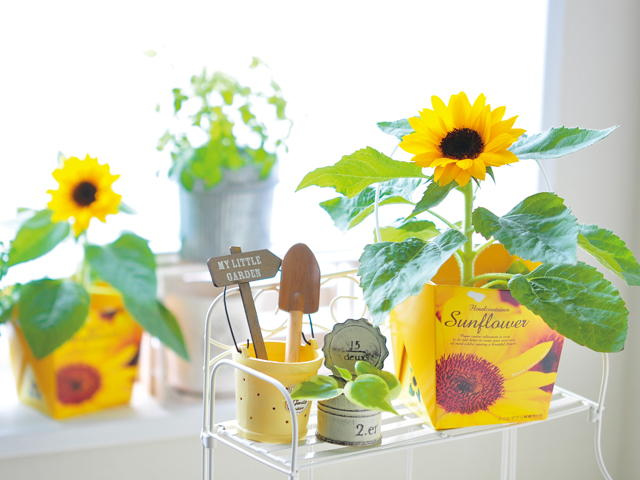 Smile Sunflower Floral Container - 聖新陶芸株式会社｜栽培キットの