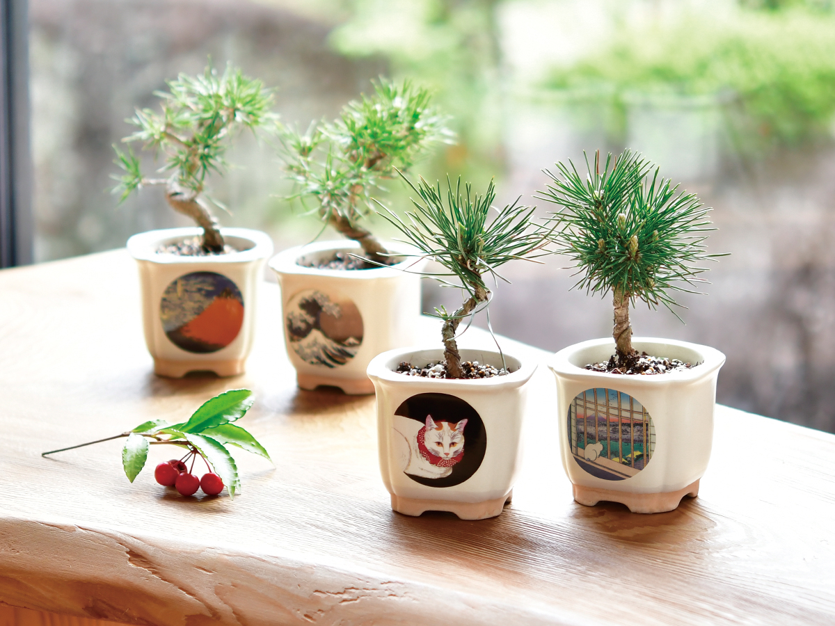 JAPANESE BONSAI - 聖新陶芸株式会社｜栽培キットの企画・製造・販売