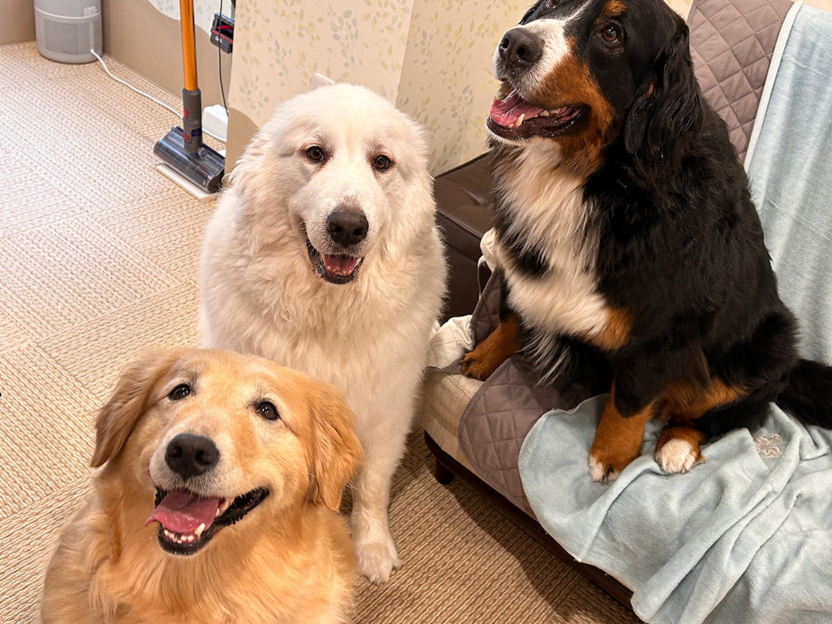 至福のもふもふ】大型犬とふれ合えるカフェ『茶房 エルディ』が仙台