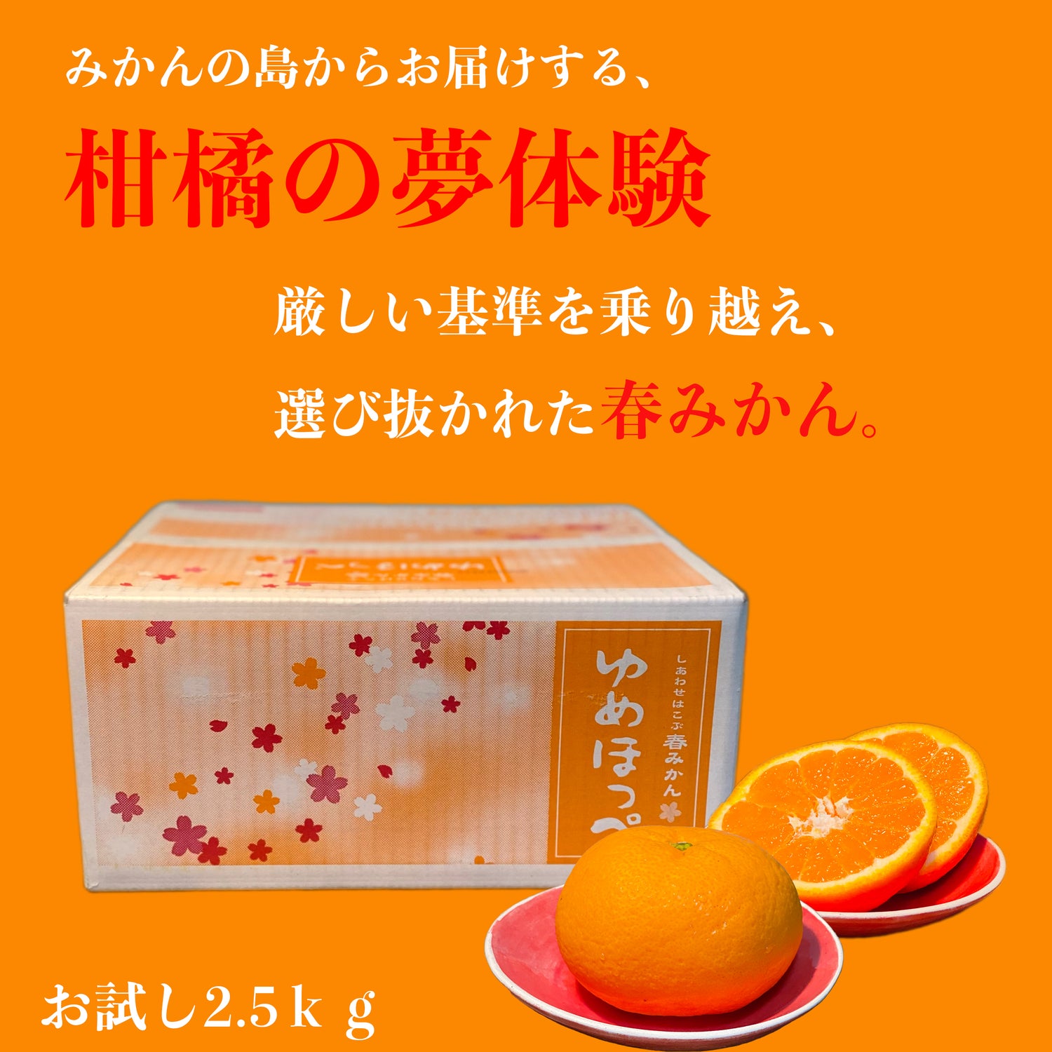 予約販売開始！【お得にお試し！みかんの島・周防大島町から届く幸せ