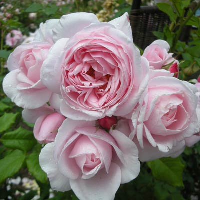 ローズ ポンパドール ｜バラ苗の通販の篠宮バラ園