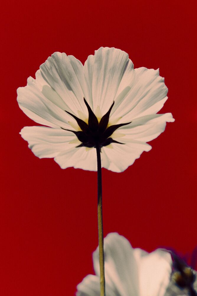 Fleurs De Pavot, Flowers, MICHEL GANTNER · Art photographs