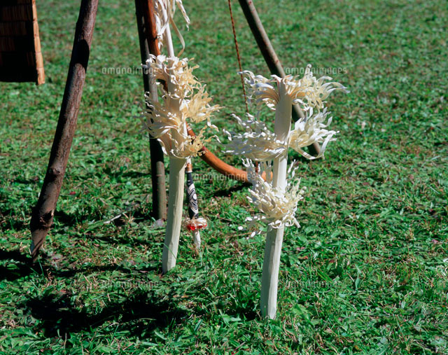 イナウ アイヌ民族儀式に使う祭具[25742008023]の写真・イラスト素材
