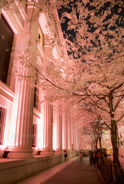 江戸桜通り ライトアップの桜並木と三井本館[10222019268]の写真