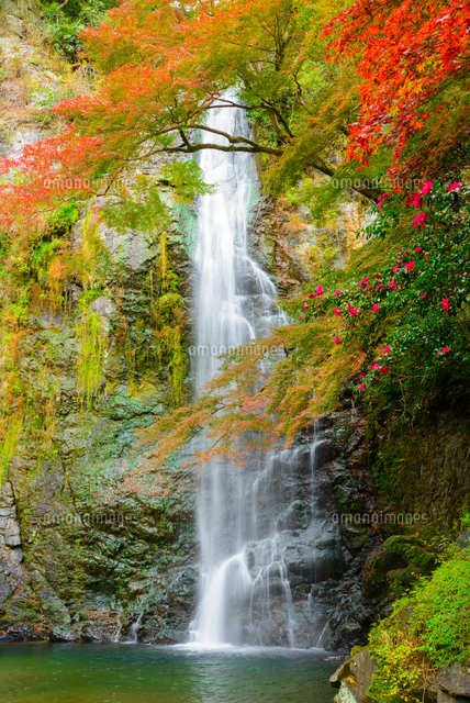 関西の風景 箕面市 紅葉の箕面大滝[10750001437]の写真・イラスト素材