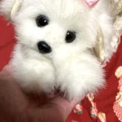 マルチーズぬいぐるみ 犬 白い犬 子犬 わんちゃん レトロぬいぐるみ犬