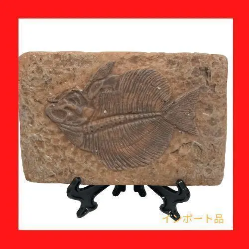 2026年最新】シーラカンス 化石魚の人気アイテム - メルカリ
