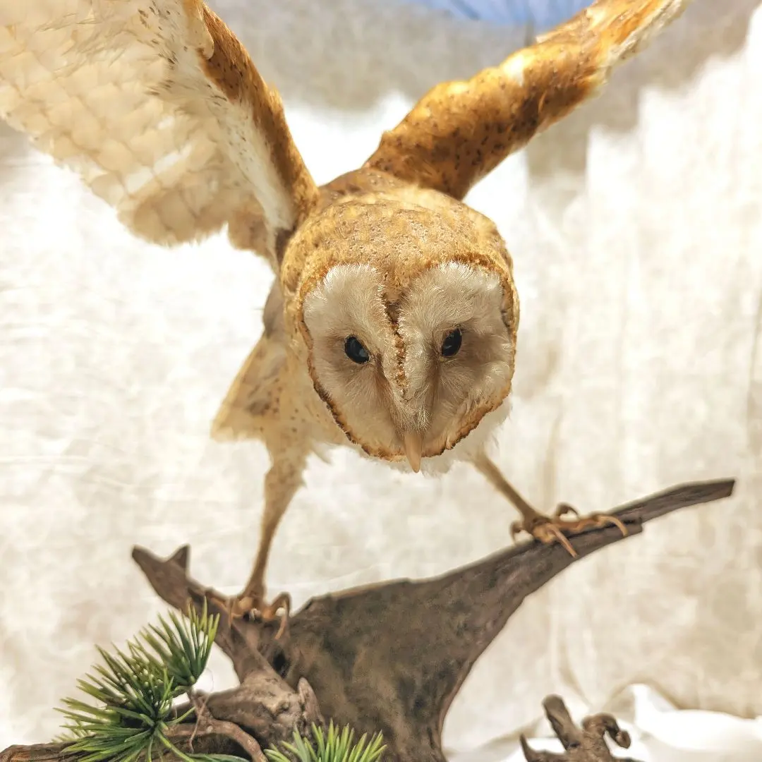 2026年最新】フクロウ 剥製の人気アイテム - メルカリ