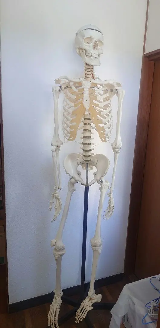 2026年最新】somso 模型の人気アイテム - メルカリ