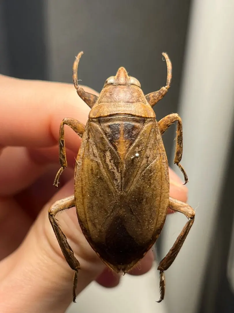 2026年最新】日本産魚類大図鑑の人気アイテム - メルカリ