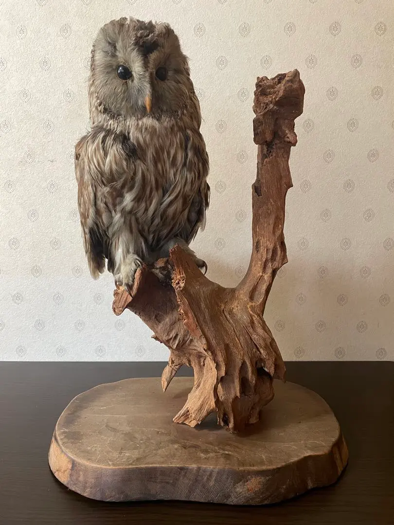 2026年最新】フクロウ 剥製の人気アイテム - メルカリ